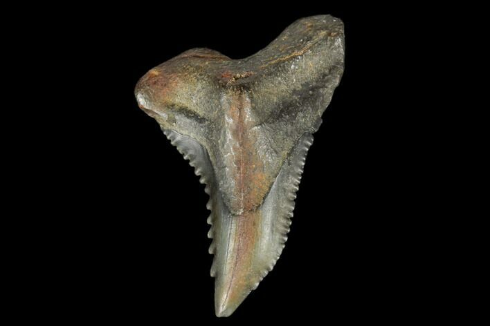 Snaggletooth Shark (Hemipristis) Tooth - Aurora, NC #180100